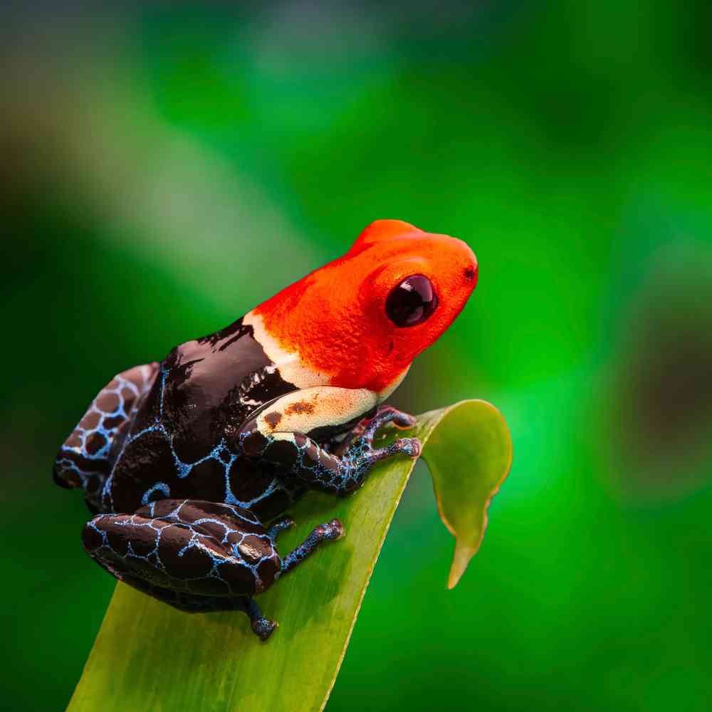 Image of a pet breed in the gallery
