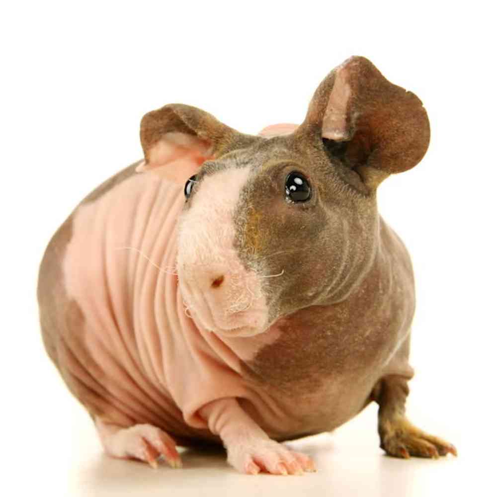 Image of a pet breed in the gallery