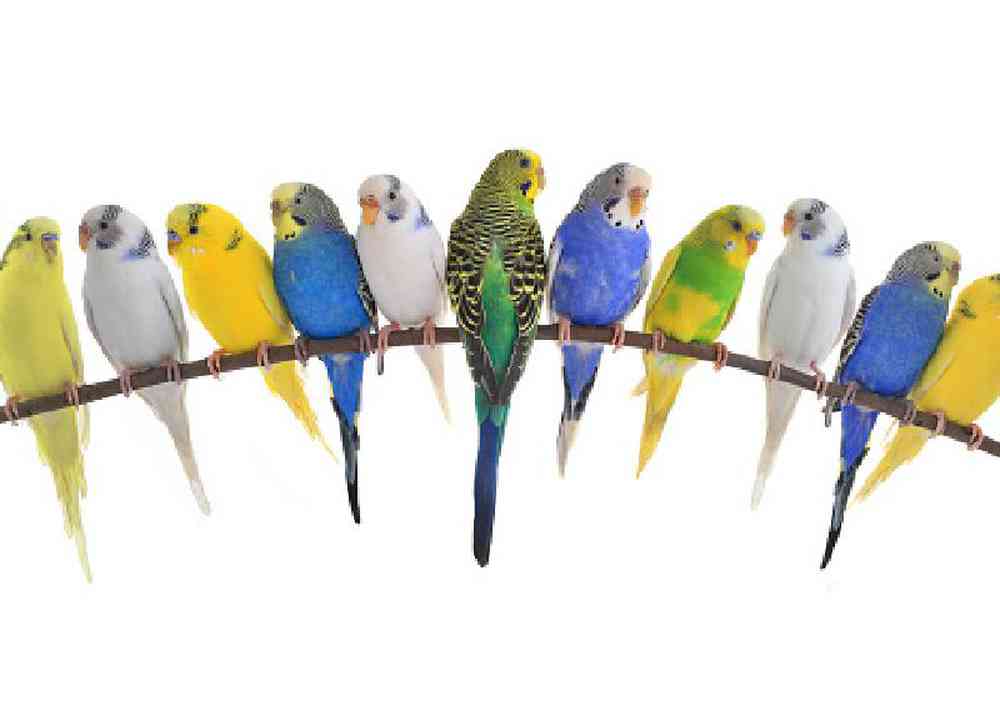 Image of a pet breed in the gallery