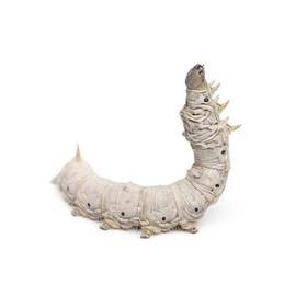 Silkworms