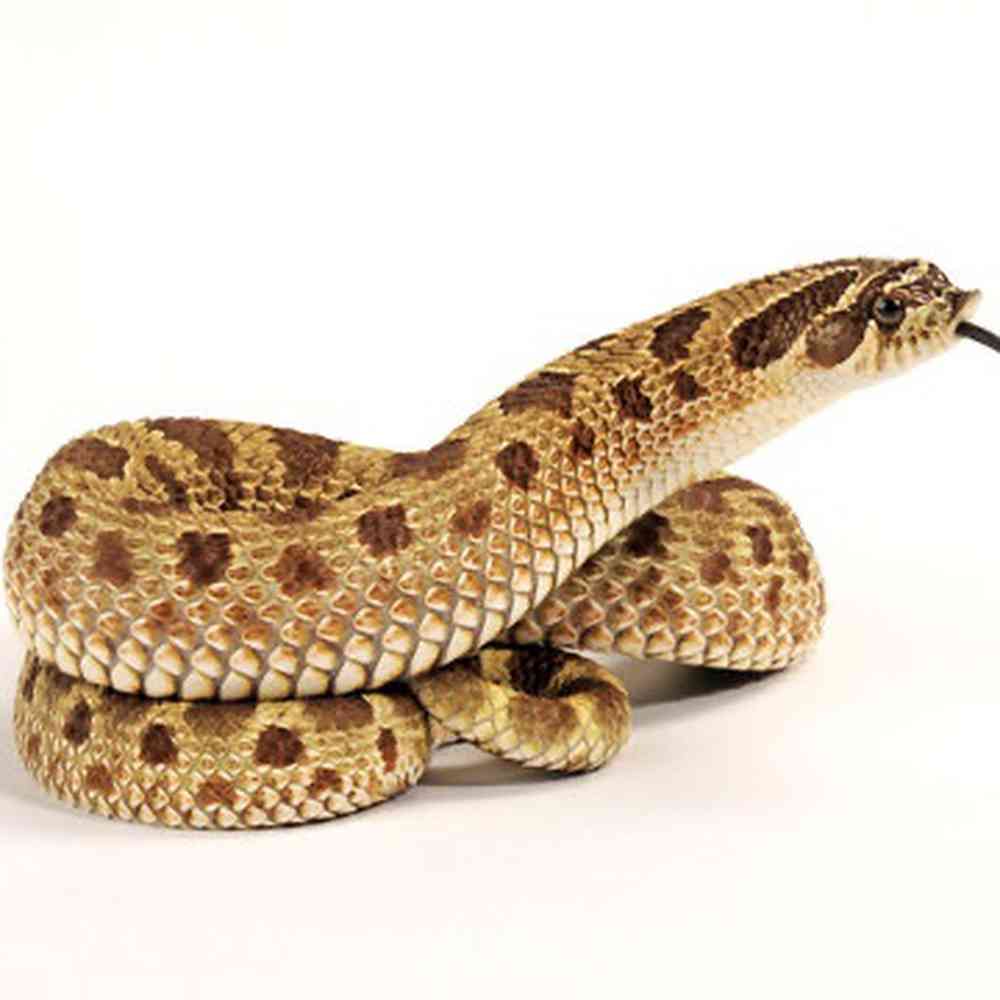 Image of a pet breed in the gallery