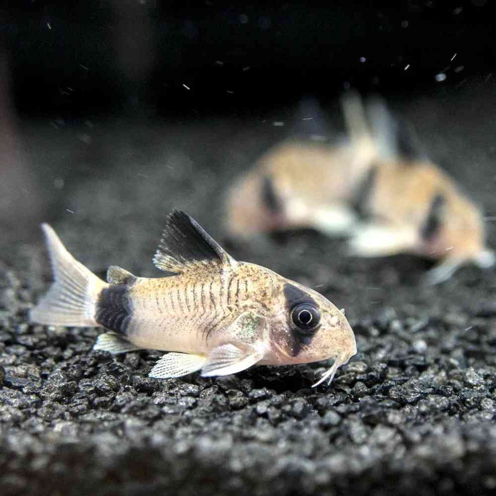 Image of a pet breed in the gallery