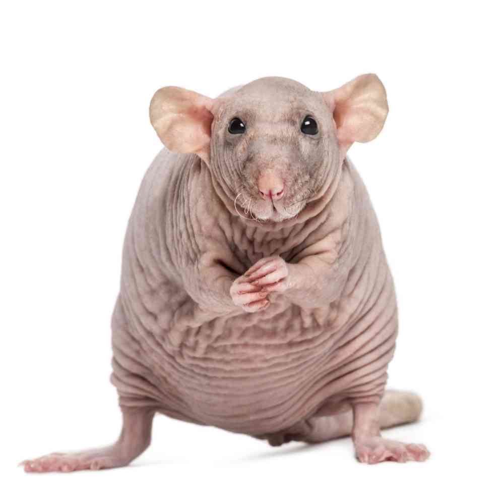 Image of a pet breed in the gallery