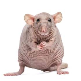 Hairless Rat