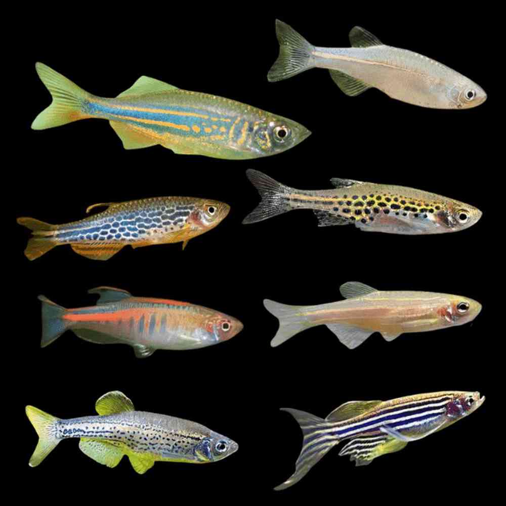 Image of a pet breed in the gallery