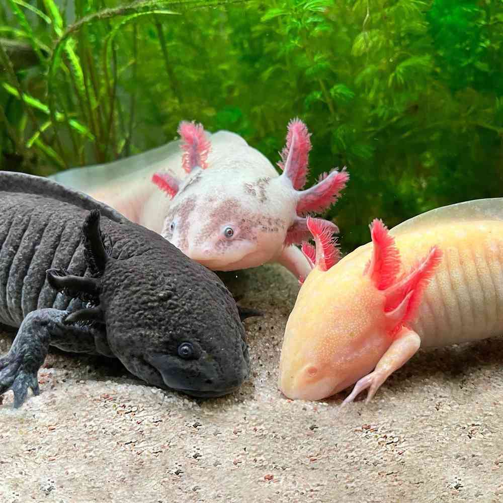 Image of a pet breed in the gallery