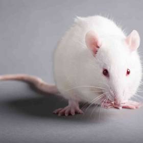 Live/Frozen Small Rat