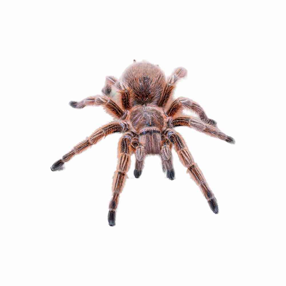 Image of a pet breed in the gallery