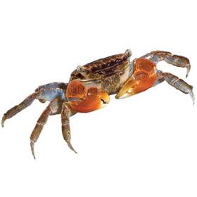 Red Crab