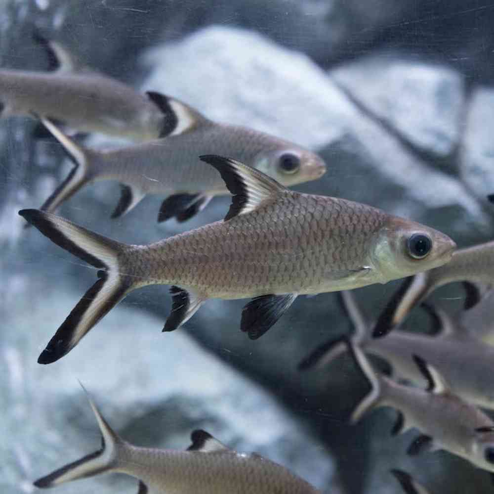 Image of a pet breed in the gallery
