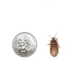 5 medium roaches