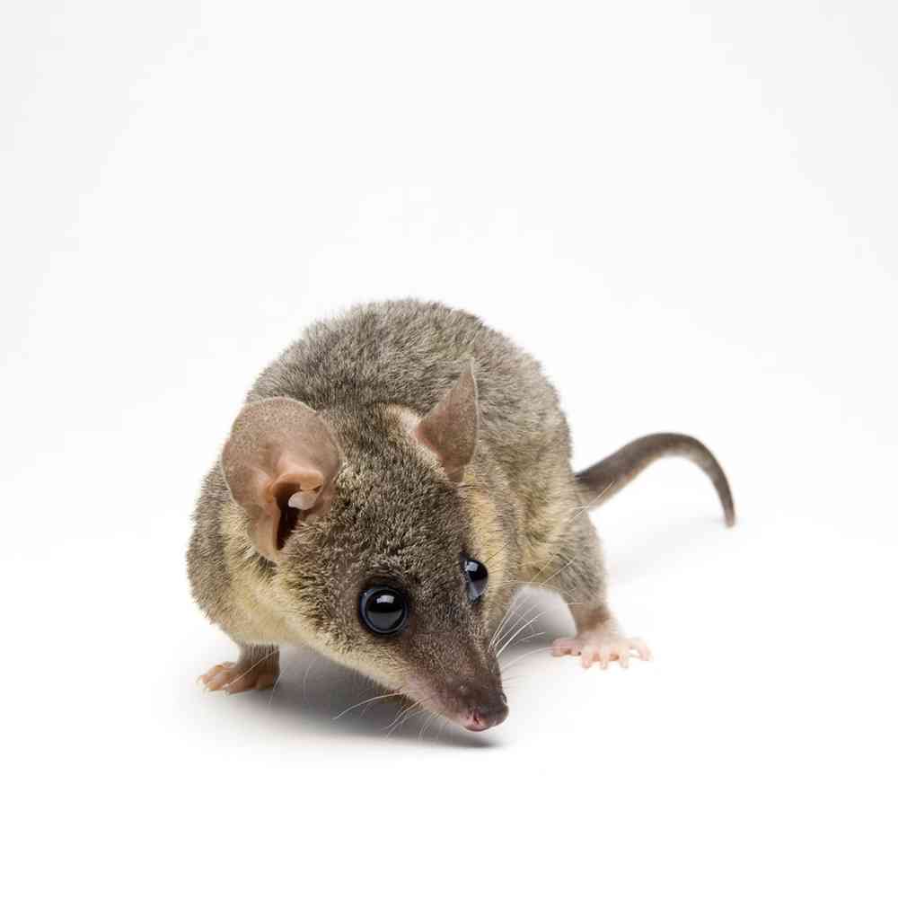 Image of a pet breed in the gallery