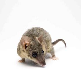 Brazilian Short Tailed Opossum