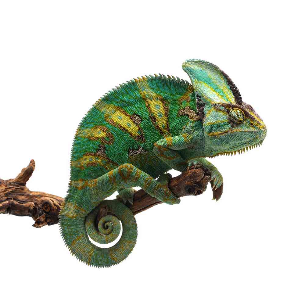 Image of a pet breed in the gallery