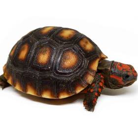 Red Foot Tortoise
