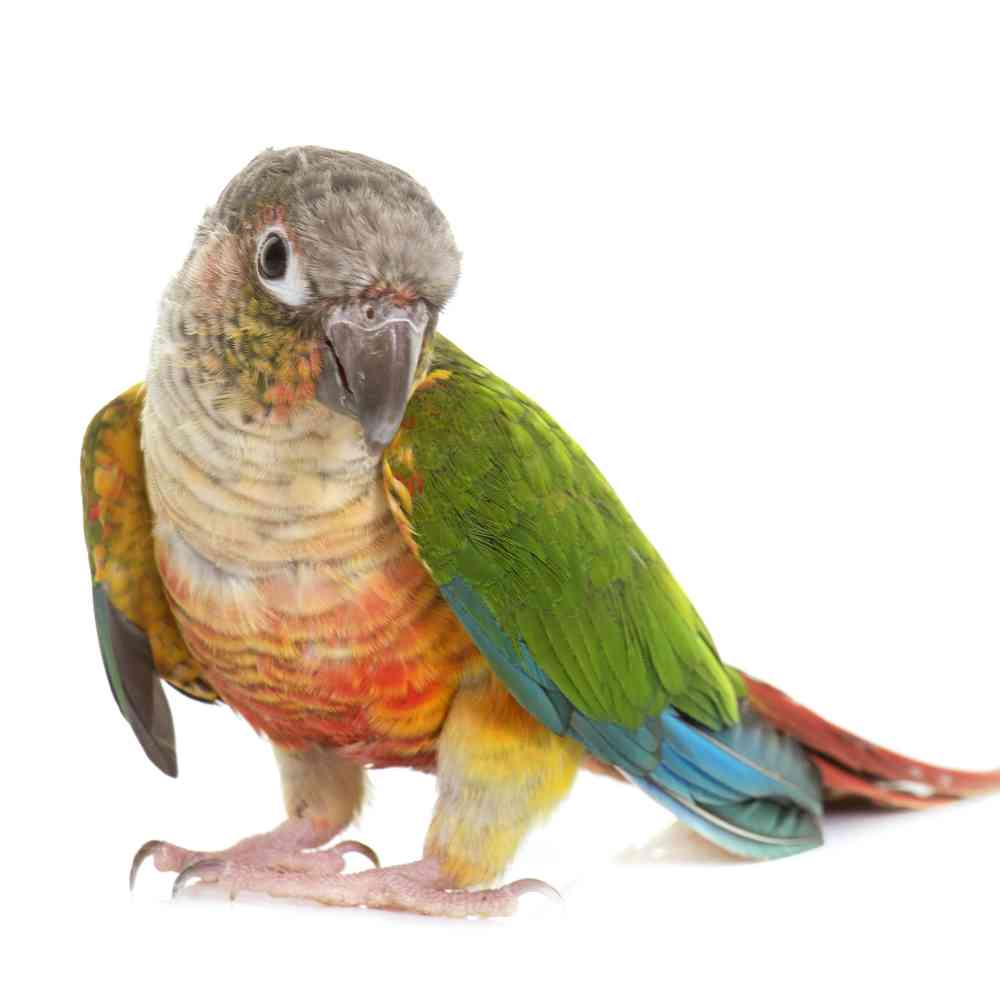 Image of a pet breed in the gallery