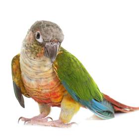Green Cheek Conure