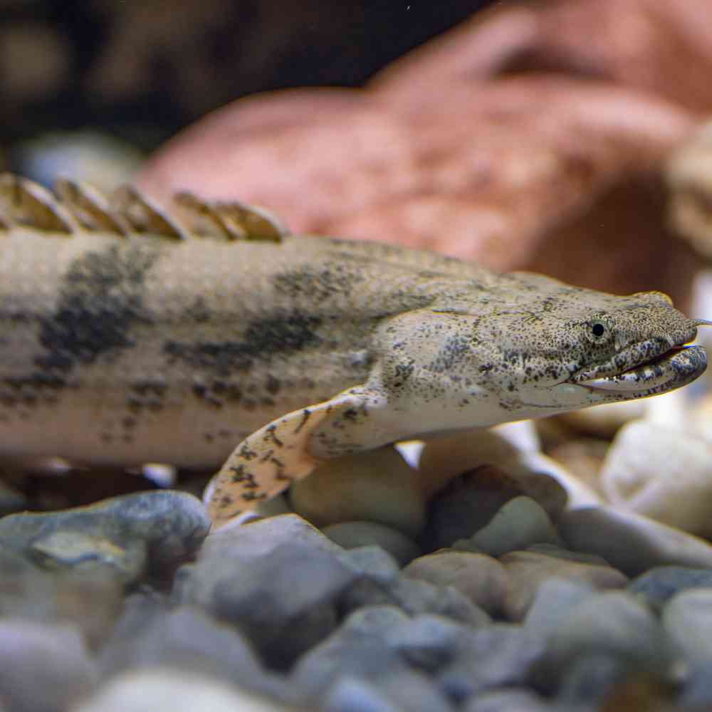 Image of a pet breed in the gallery