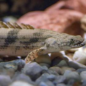 Polypterus
