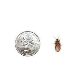 5 small roaches