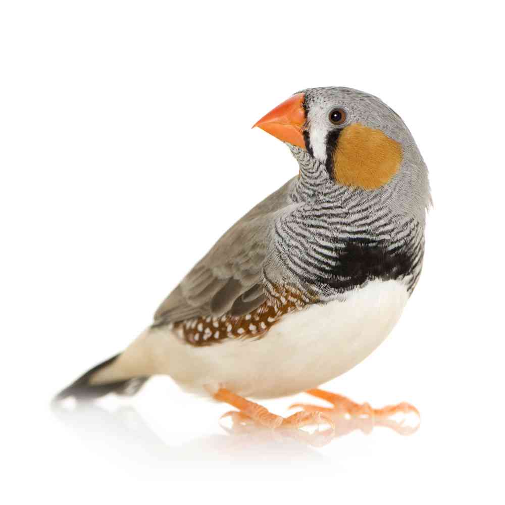 Image of a pet breed in the gallery