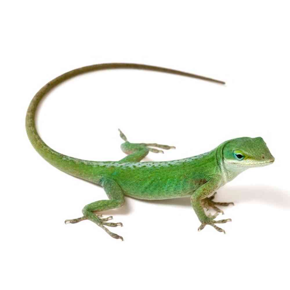 Image of a pet breed in the gallery