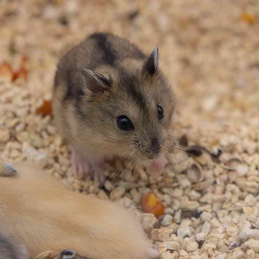 Image of a pet breed in the gallery