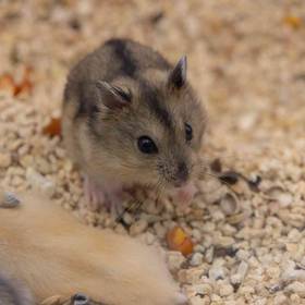 Chinese Dwarf Hamster