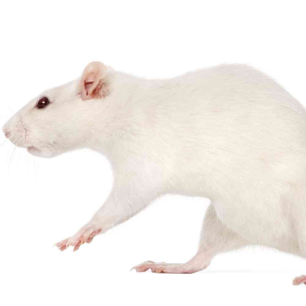 Image of a pet breed in the gallery