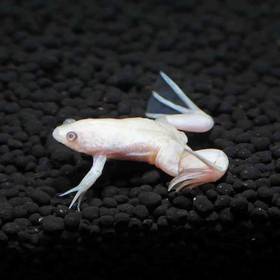 African Clawed Frog