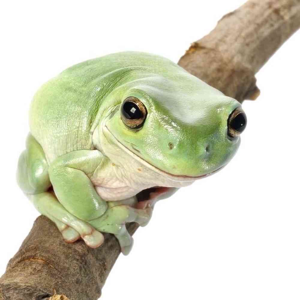 Image of a pet breed in the gallery