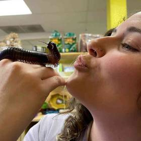Giant Millipede