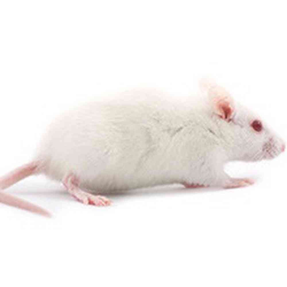 Feeder Mice Feeders for sale