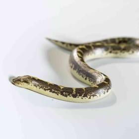 Sand Boa