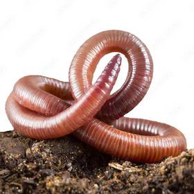 Red wigglers