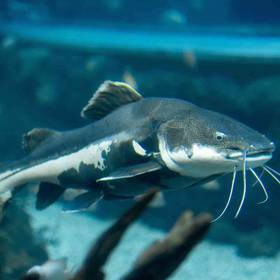 Catfish