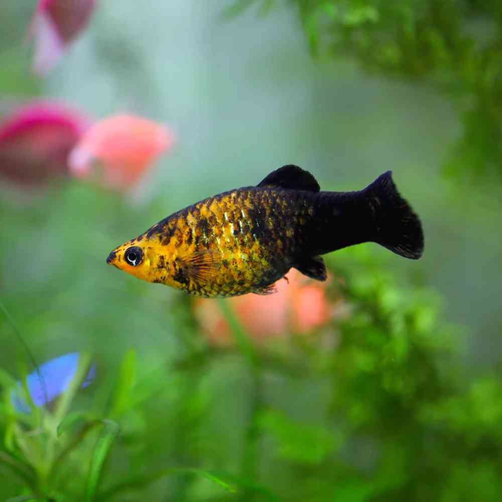 Image of a pet breed in the gallery